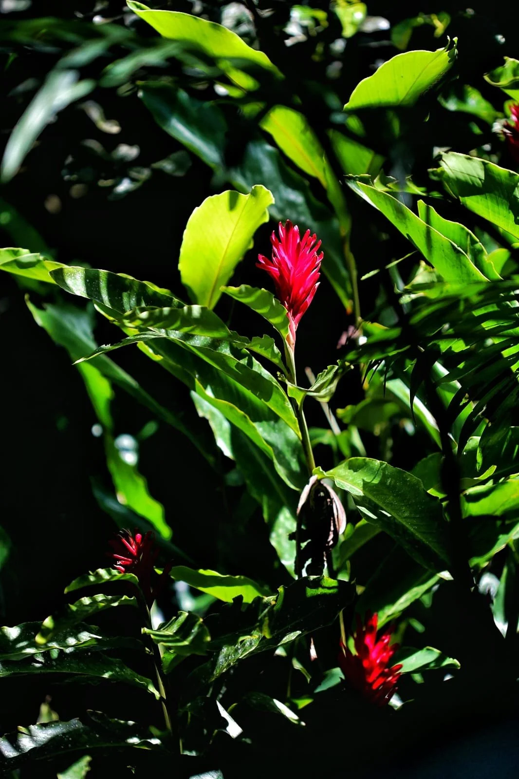 Sugarcane in Panama: From Field to Table, the Sweet Backbone of a Tropical Economy