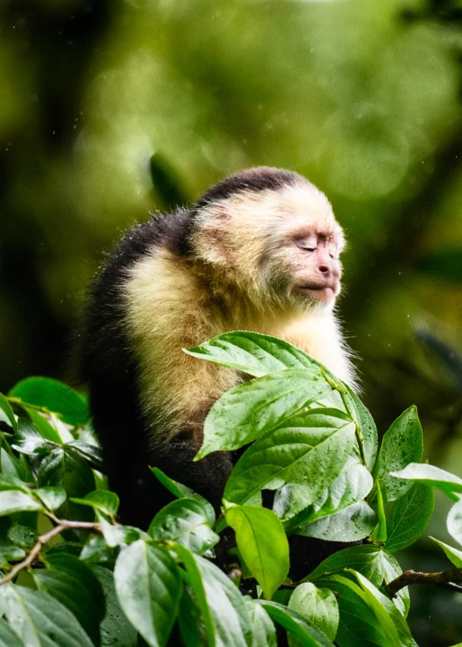 Rabies in Panama: Does It Exist, Where Is It Found, and Should Travelers Worry?