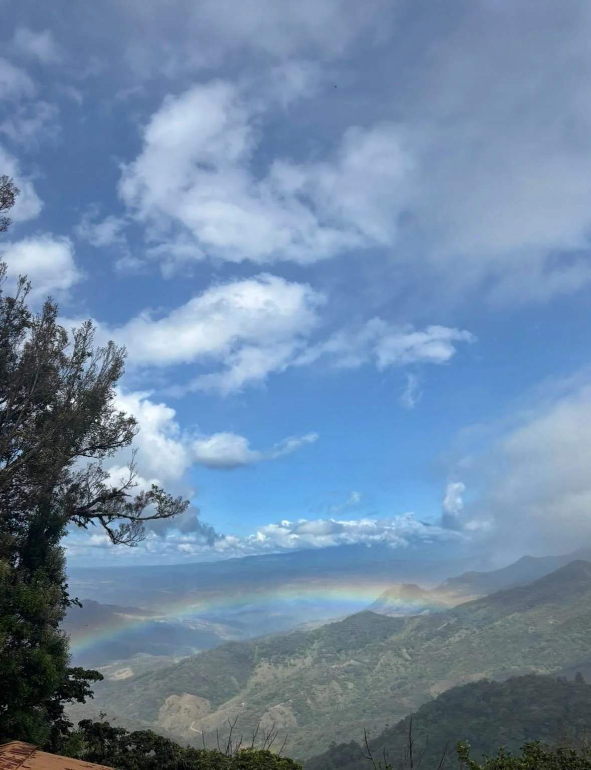 The Rare Cacomistle of the Panamanian Cloud Forest