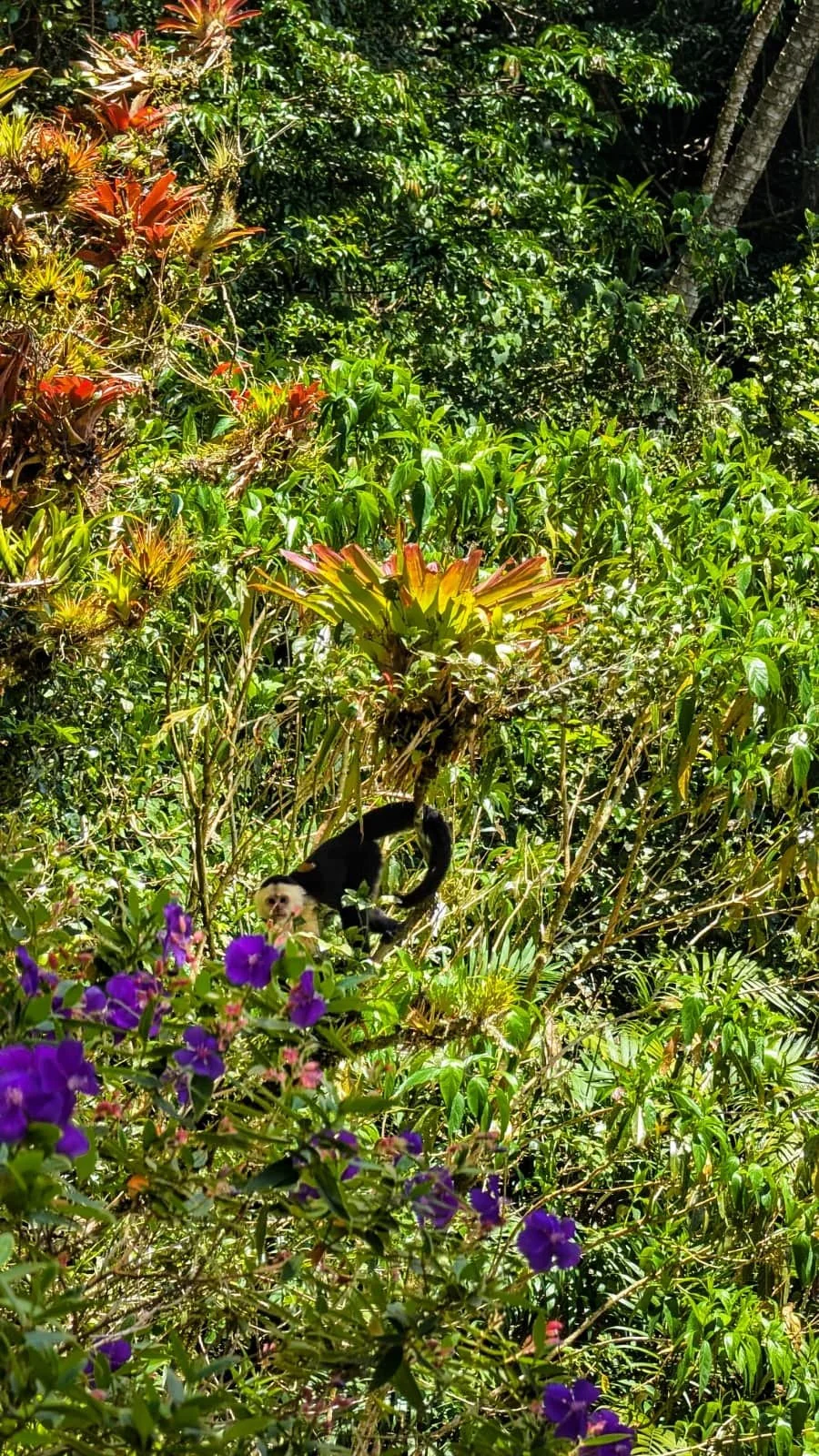 The Secret Kingdom Above the Trees, A Deep Dive Into Every Monkey Species in Panama
