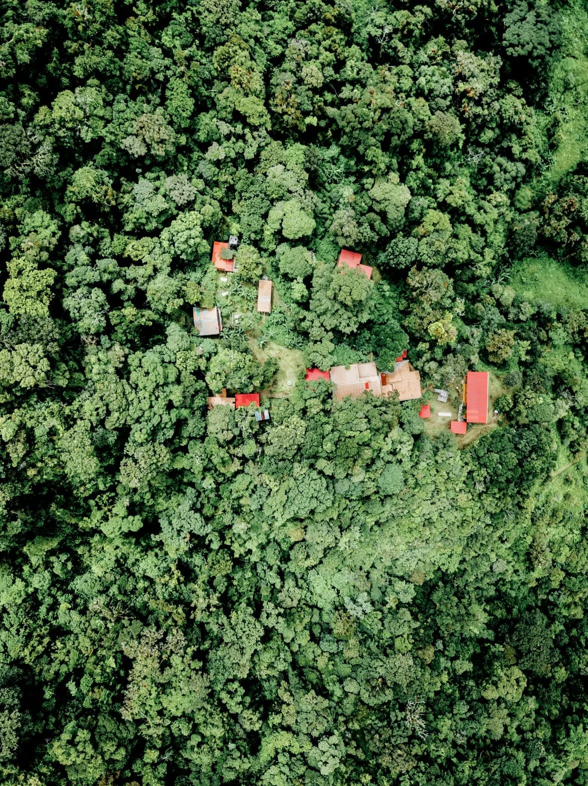 The Most Fascinating Snakes Found in Panama, A Journey Into the Hidden Reptilian World of the Rainforest