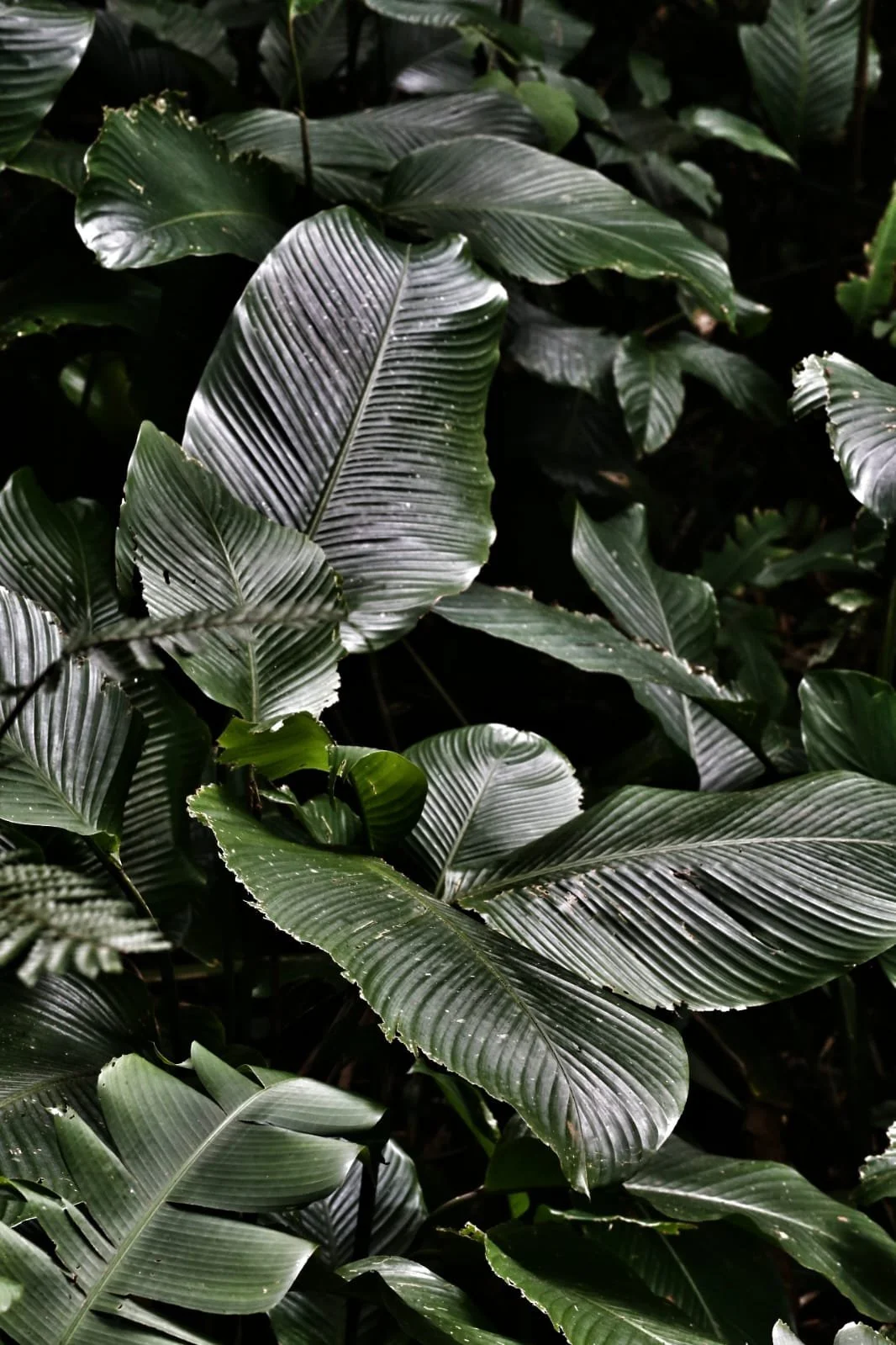 Torio and Mariato, Panama’s Forgotten Pacific Coast Where the Roads End and the Wild Begins