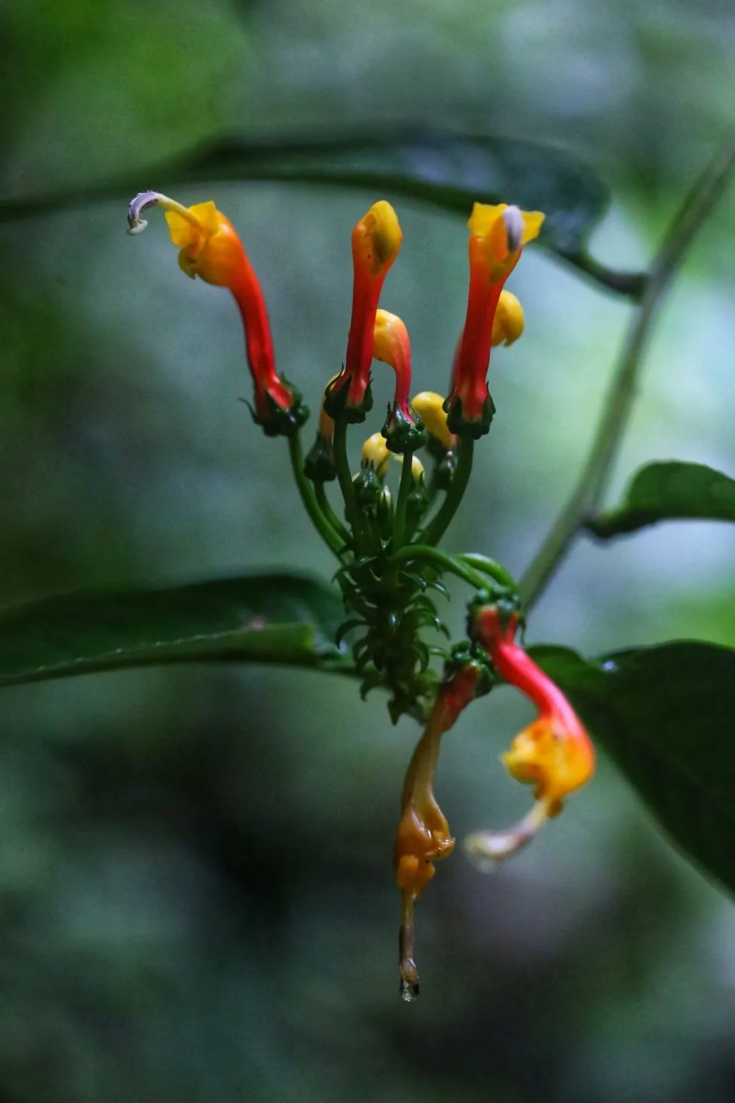 Cerro Hoya, Panama’s Lost Mountain Wilderness at the End of the Peninsula