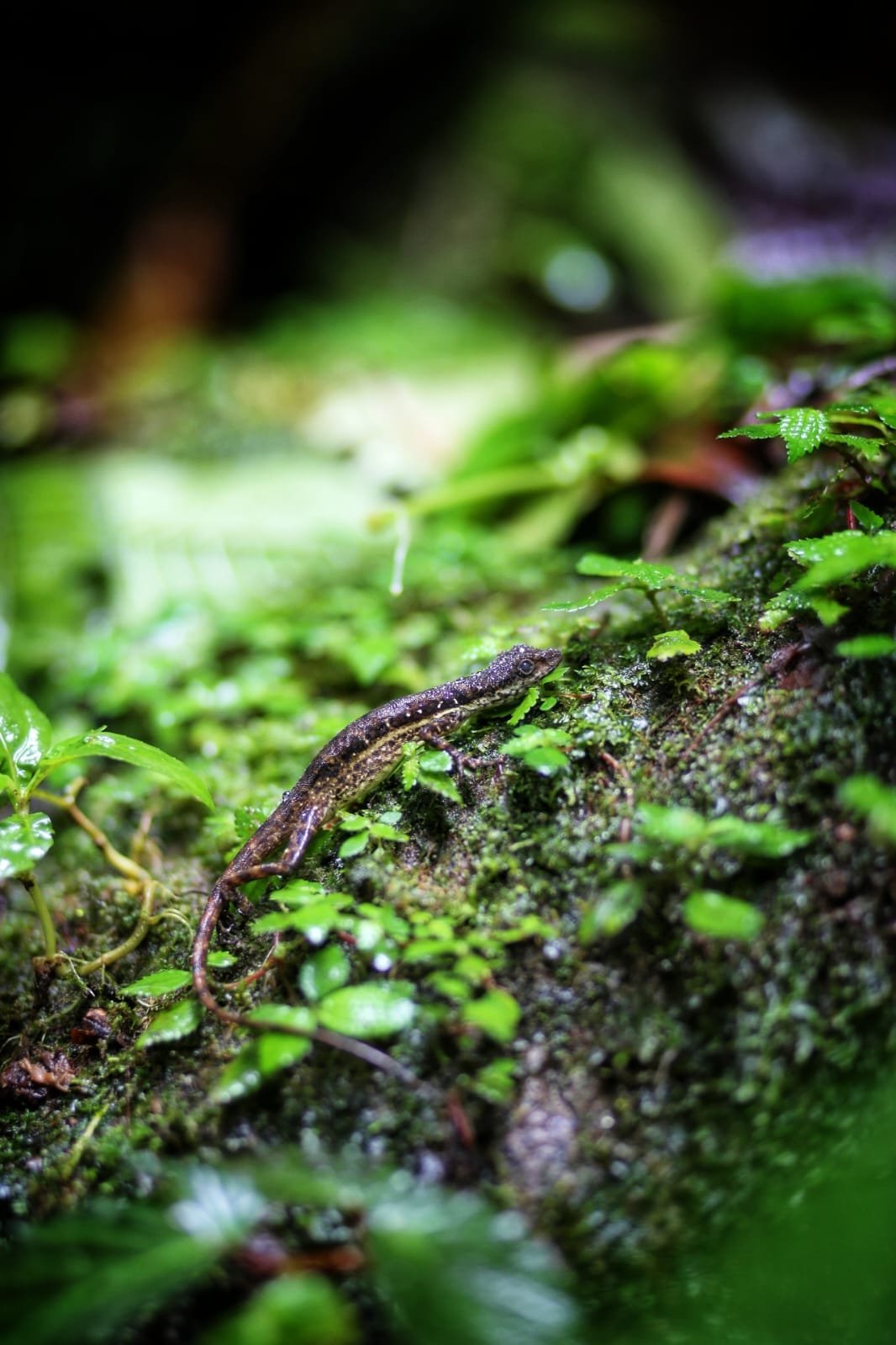 The Invisible Jewels of the Rainforest: The Extraordinary Glass Frogs of Panama