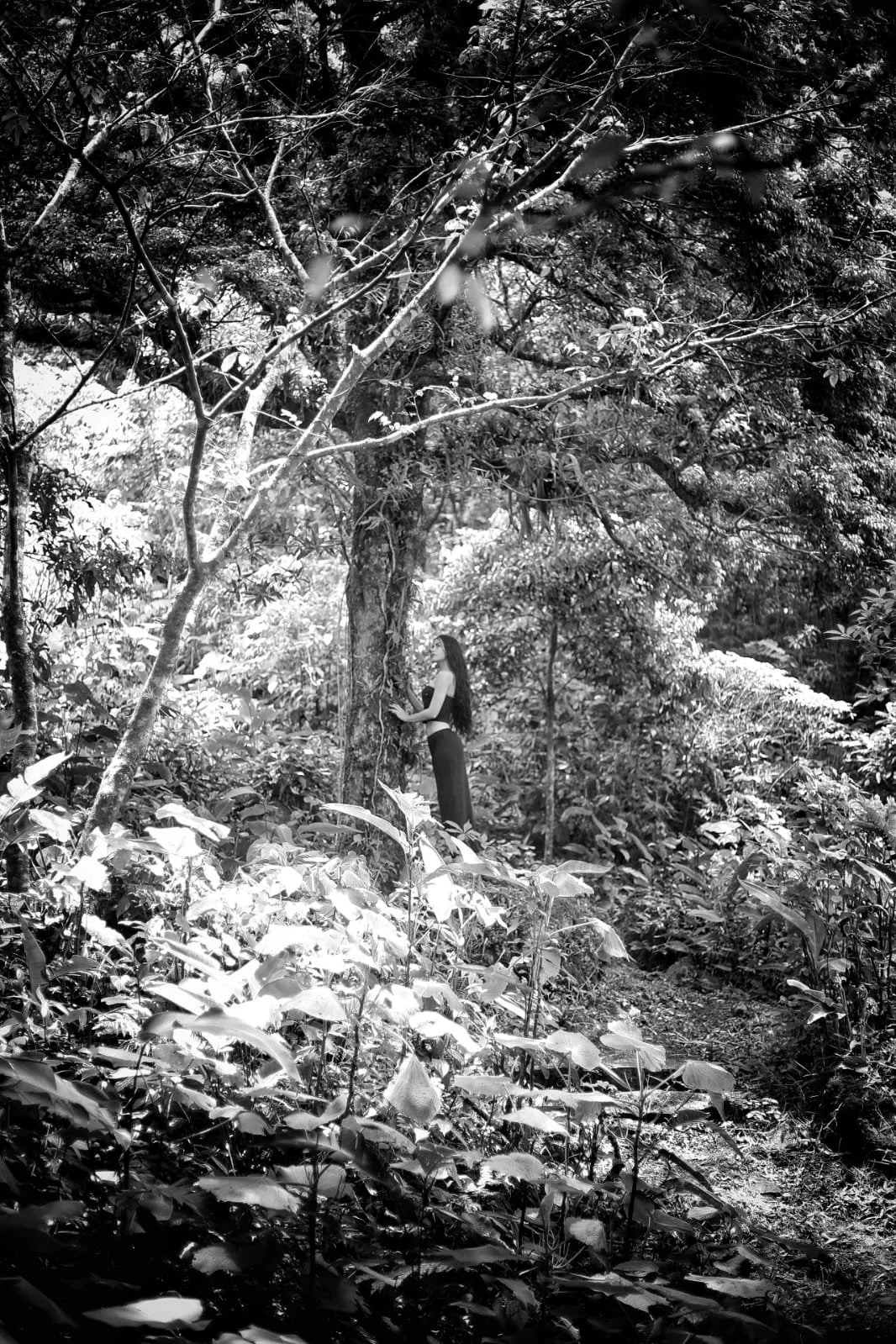 Panama’s Lost Mountain Bear: The Mystery of the Spectacled Bear