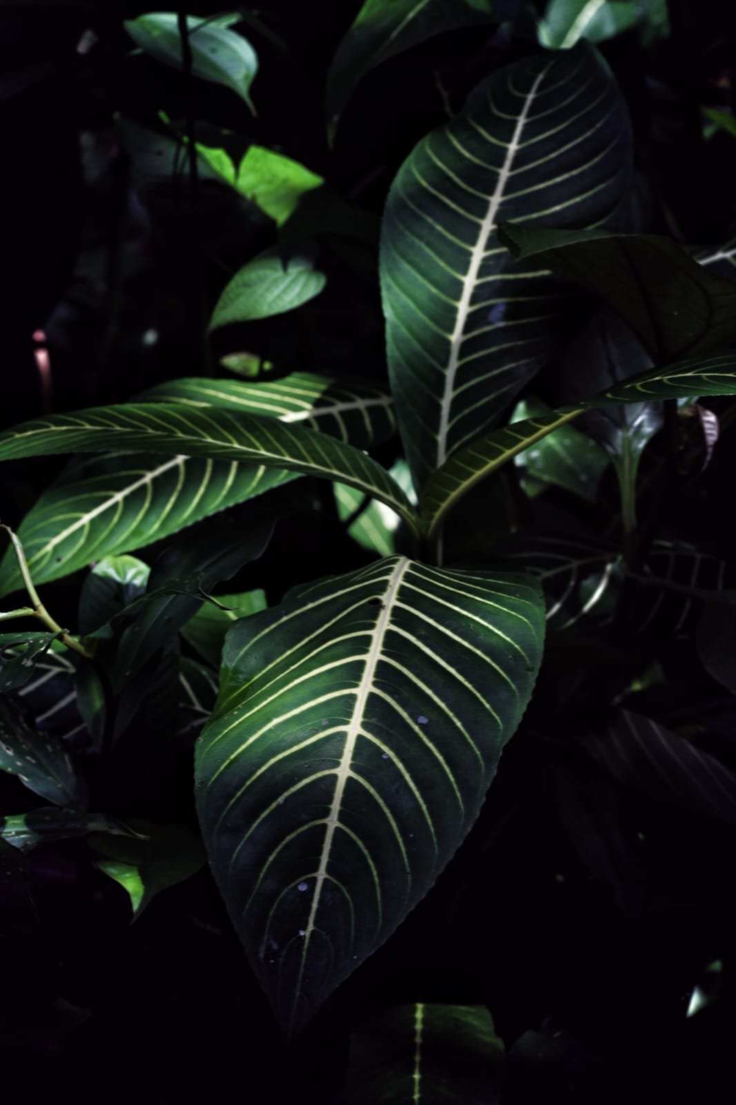 Marañón in Panama The Hidden Tropical Treasure Behind the Cashew Nut