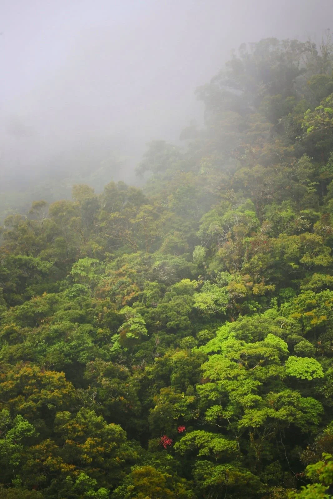 San San Pond Sak: One of Panama’s Wildest and Most Extraordinary Natural Sanctuaries