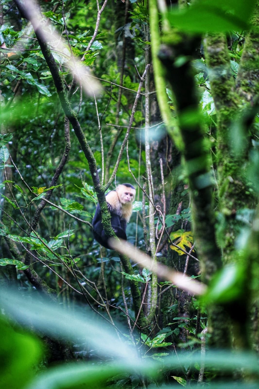 La Yeguada: Panama’s Hidden Mountain Paradise of Forests, Waterfalls, Pines, and Volcanic Landscapes