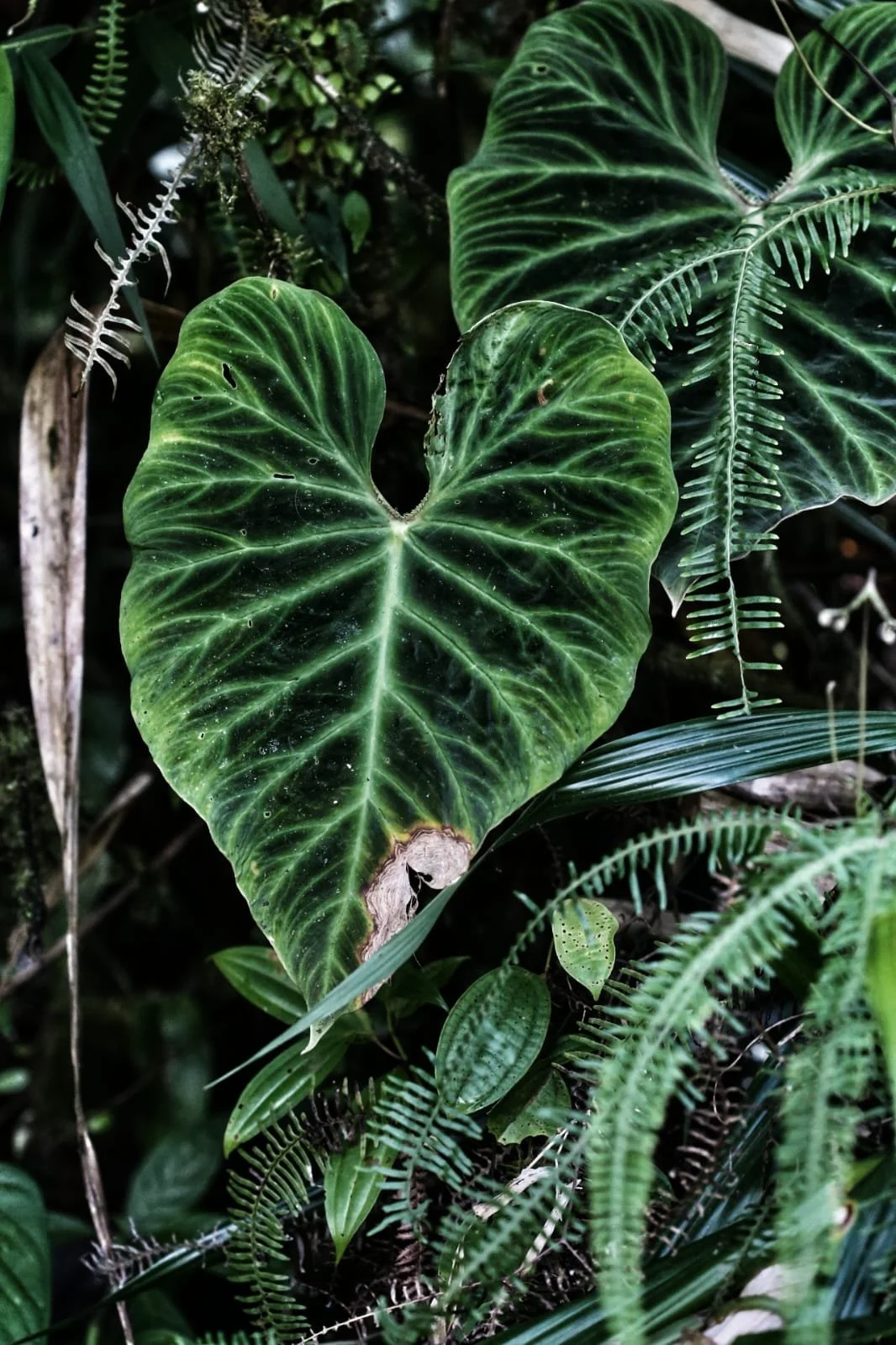 The Emberá of Panama: Guardians of the Rivers, Masters of the Rainforest, and Keepers of an Ancient World