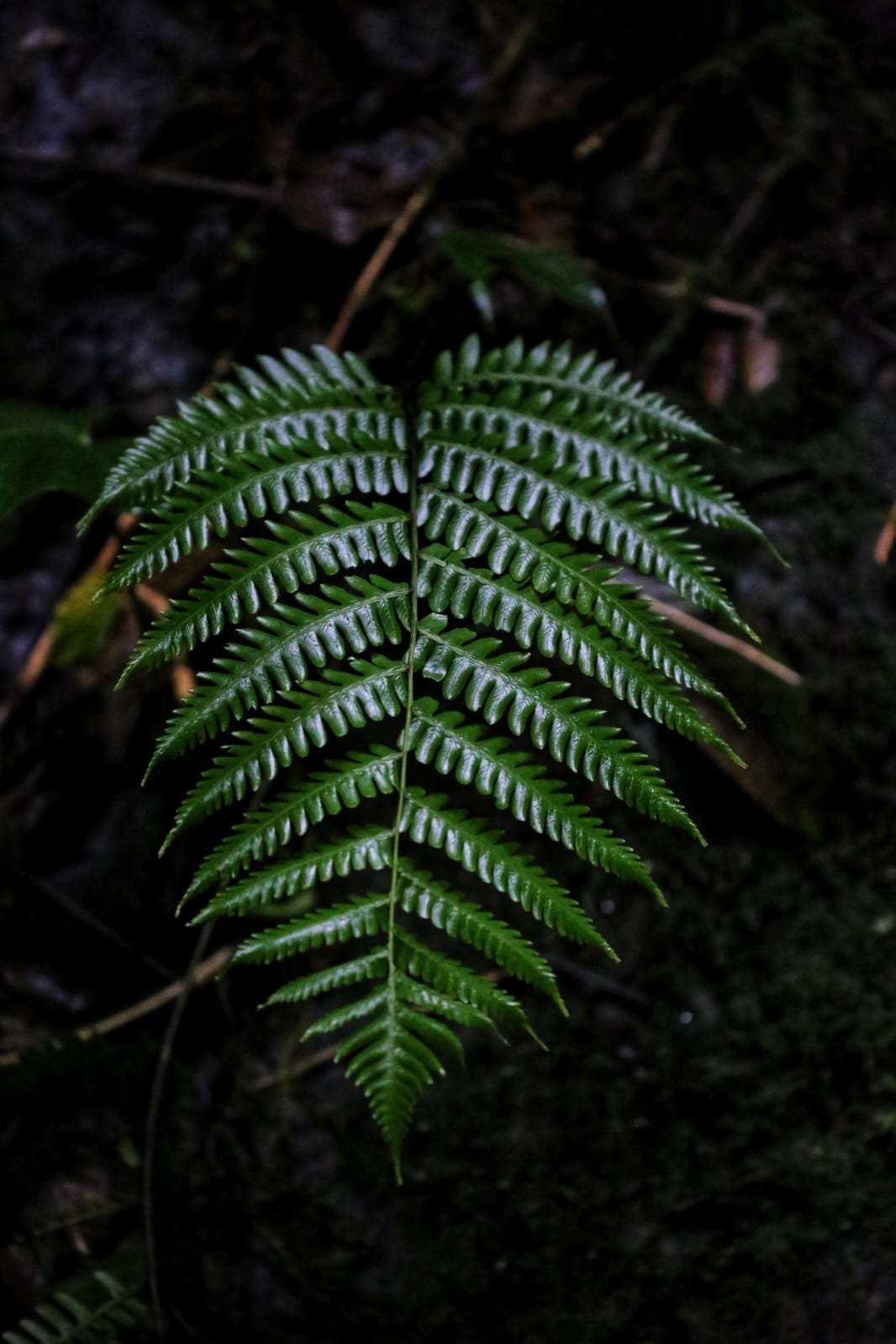 Panama’s Hidden Fungal Kingdom: The Secret Life of Mushrooms in Rainforest, Cloud Forest, and Jungle Floor