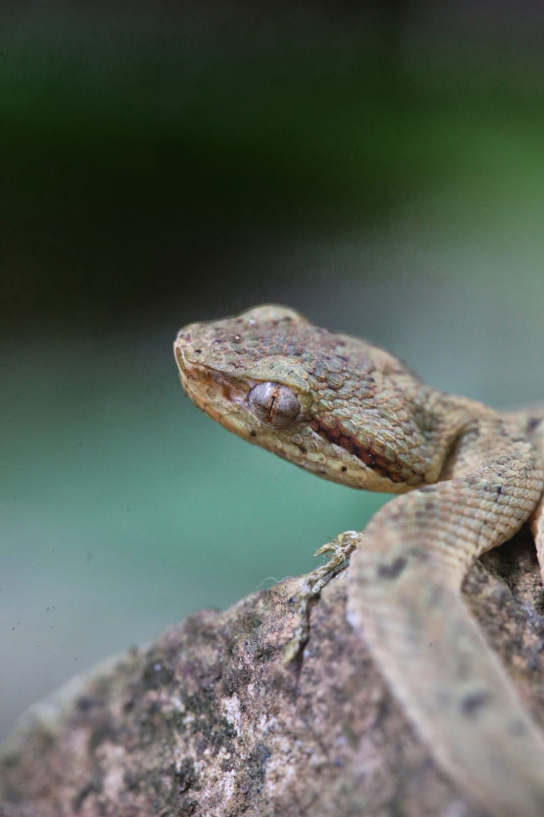 The Cat-Eyed Snake of Panama: The Silent Night Hunter of Rainforest Shadows
