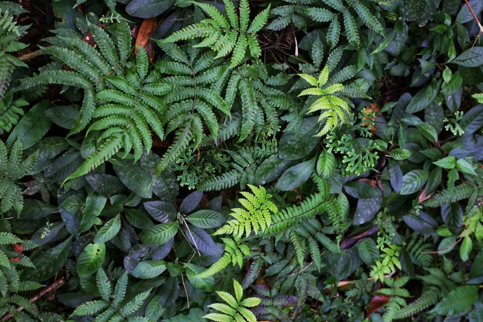 Deforestation in Panama: The Changing Forests of a Tropical Crossroads