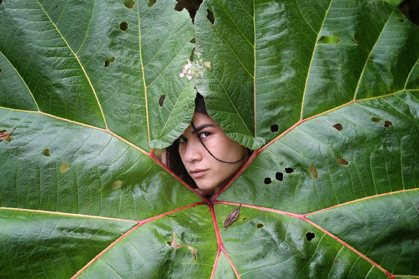 Biodiversity in Panama: A Living Explosion of Life in the World’s Greatest Biological Bridge