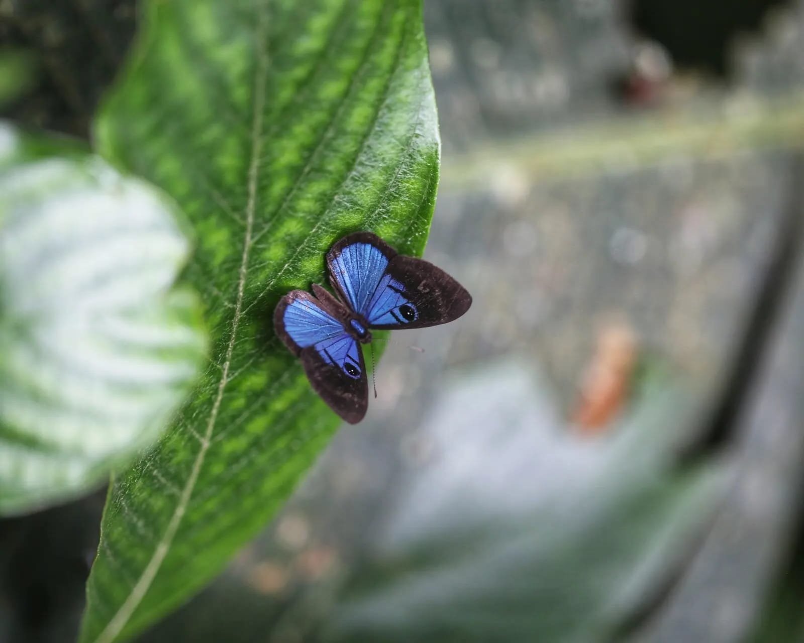 Whispers in the Jungle: A Fascinating Journey Through Panama's Superstitions, Legends, and Beliefs