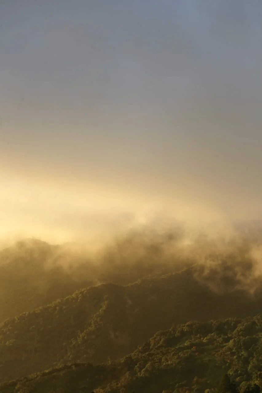 Cloud Forest Lizards of Panama: Hidden Dragons in the Mist