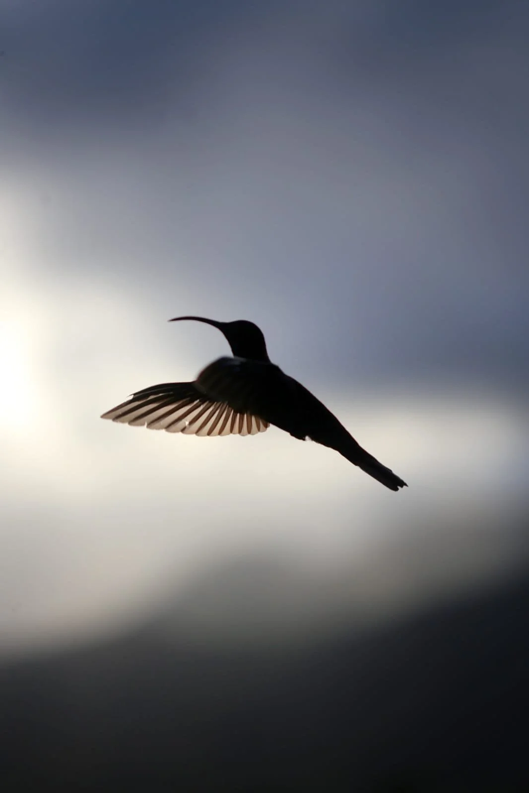 Birdwatching at Lost and Found Hostel: Waking Up in the Heart of One of Panama's Greatest Birding Landscapes