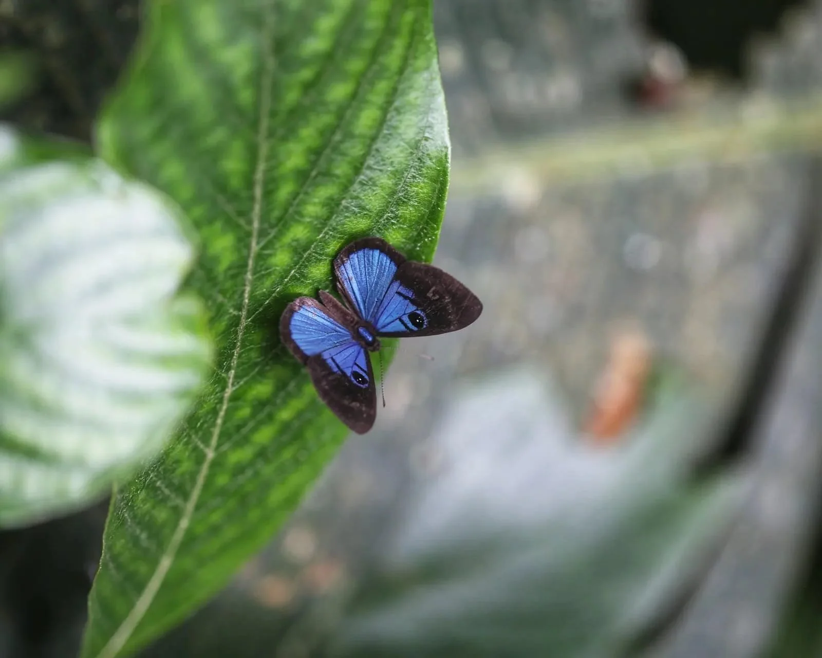 Understanding Panama's Comarcas: Why They Are Different from the Provinces