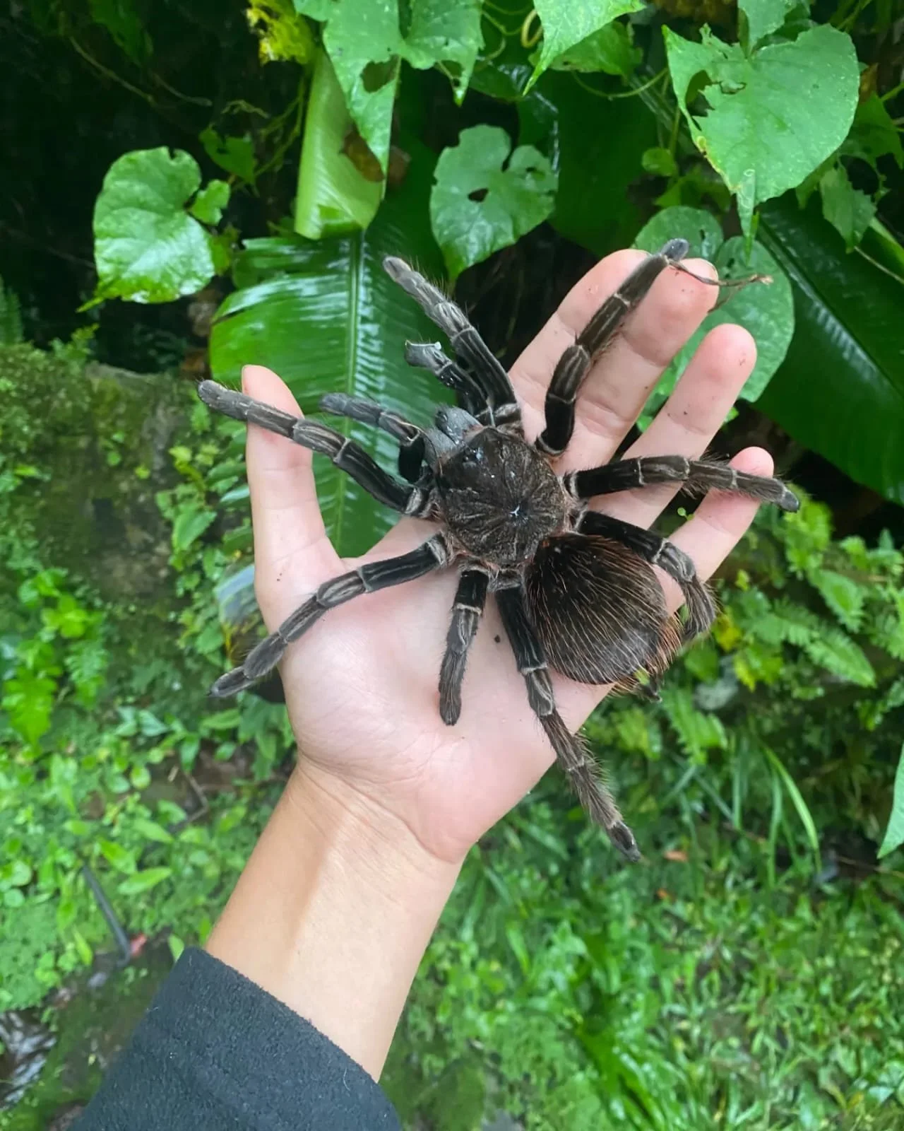 Tarantula Hawks in Panama: The Giant Wasps That Fascinate Rather Than Frighten