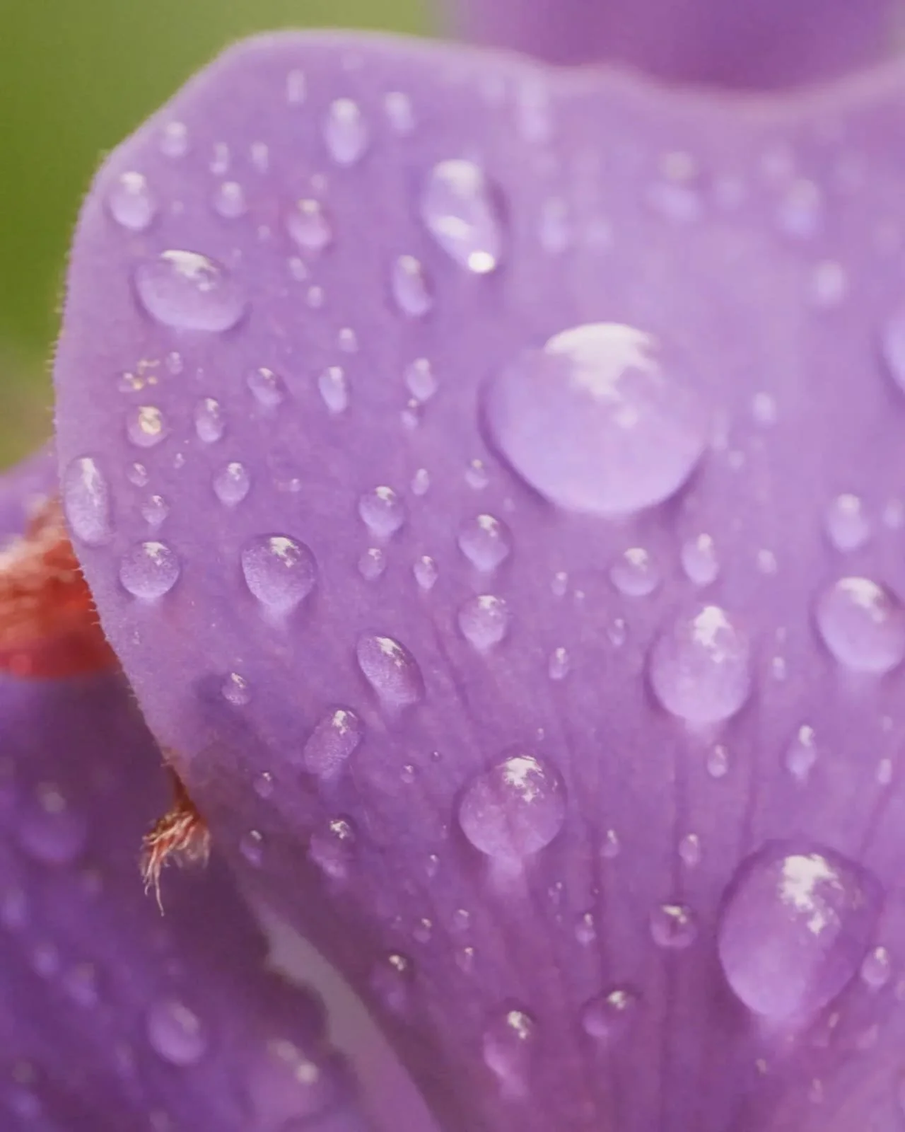 The Stinging and Poisonous Plants of Panama: Nature's Hidden Defenses