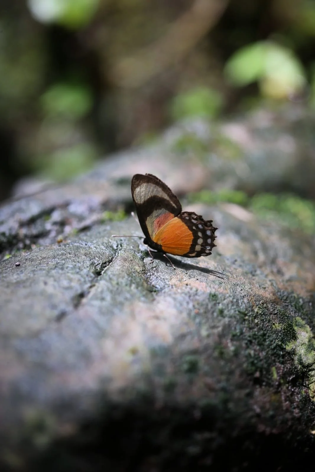 Nature's Greatest Recyclers: The Amazing World of Dung Beetles in Panama