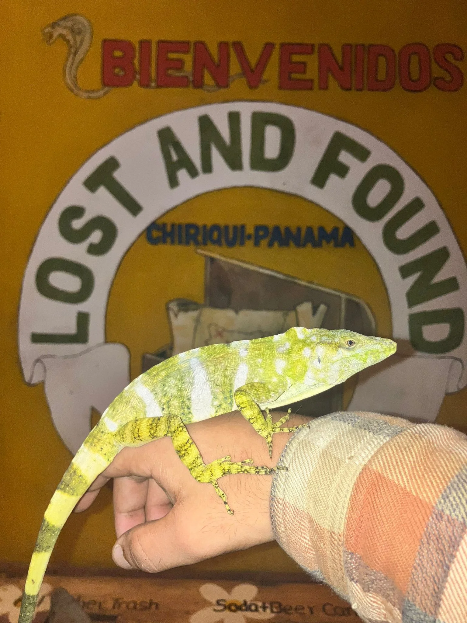 The Giant Anoles of Panama's Cloud Forests: The Dragons Hiding in the Mist