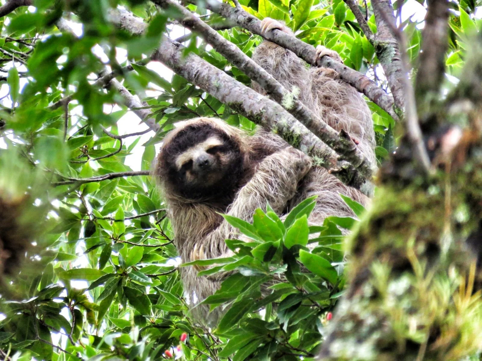 Panama's Leading Exports: The Surprising Products That Connect a Small Country to the World