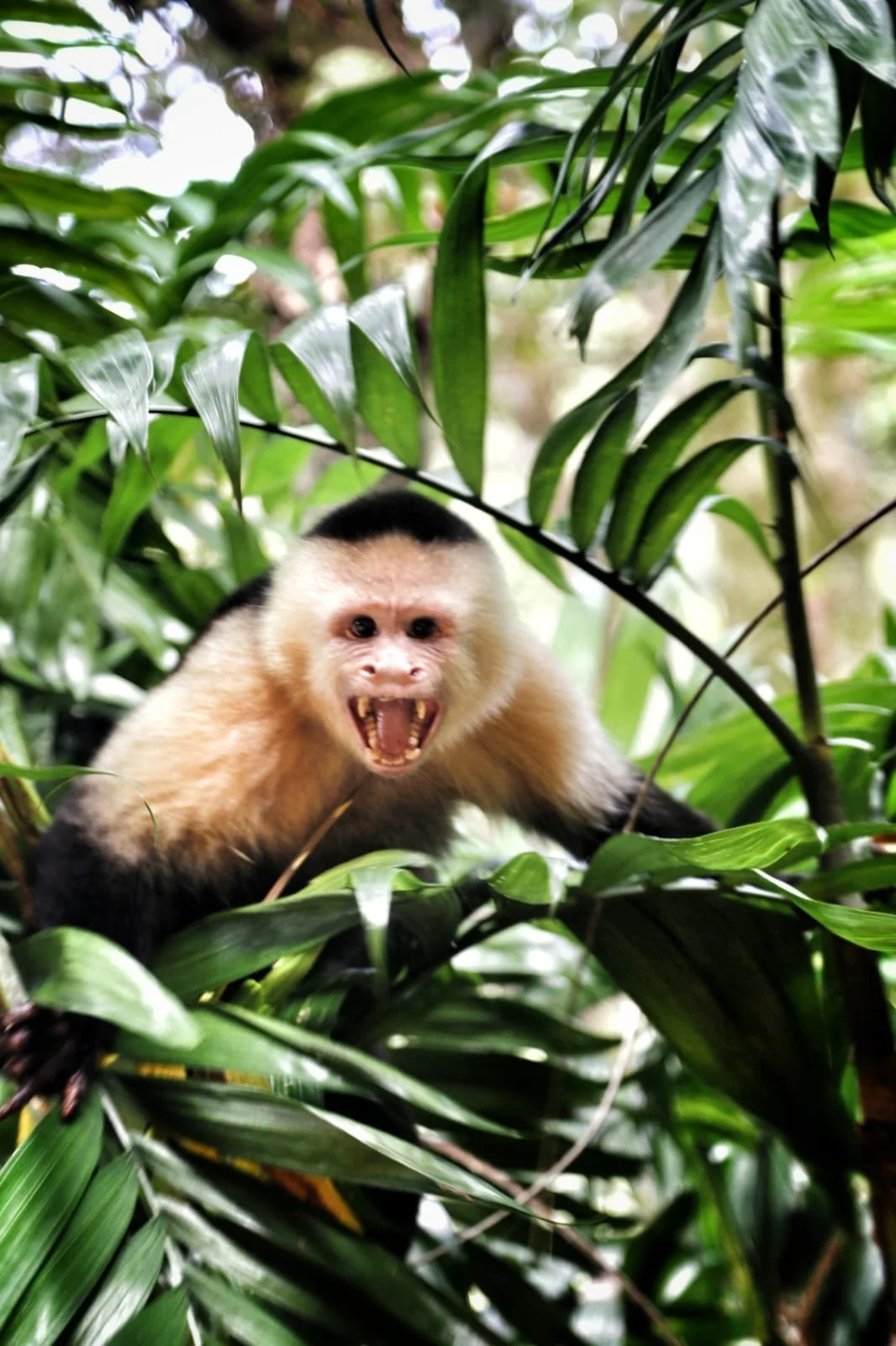Why You Shouldn’t Be a “Karen” in Panama: The Fastest Way to Ruin Your Own Vacation