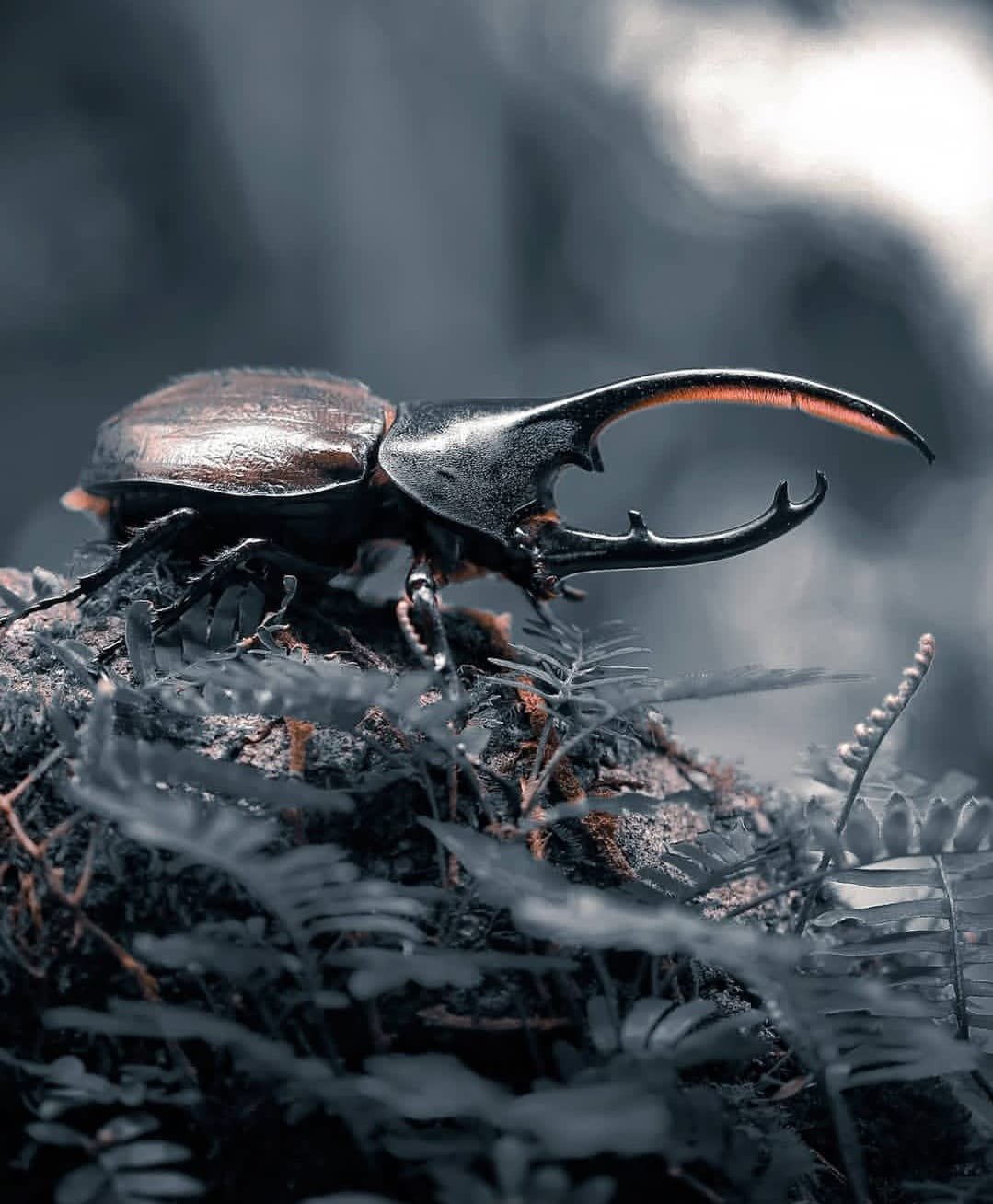 The Hercules Beetle of Panama: A Giant of the Jungle That Looks Like It Belongs in a Fantasy Movie
