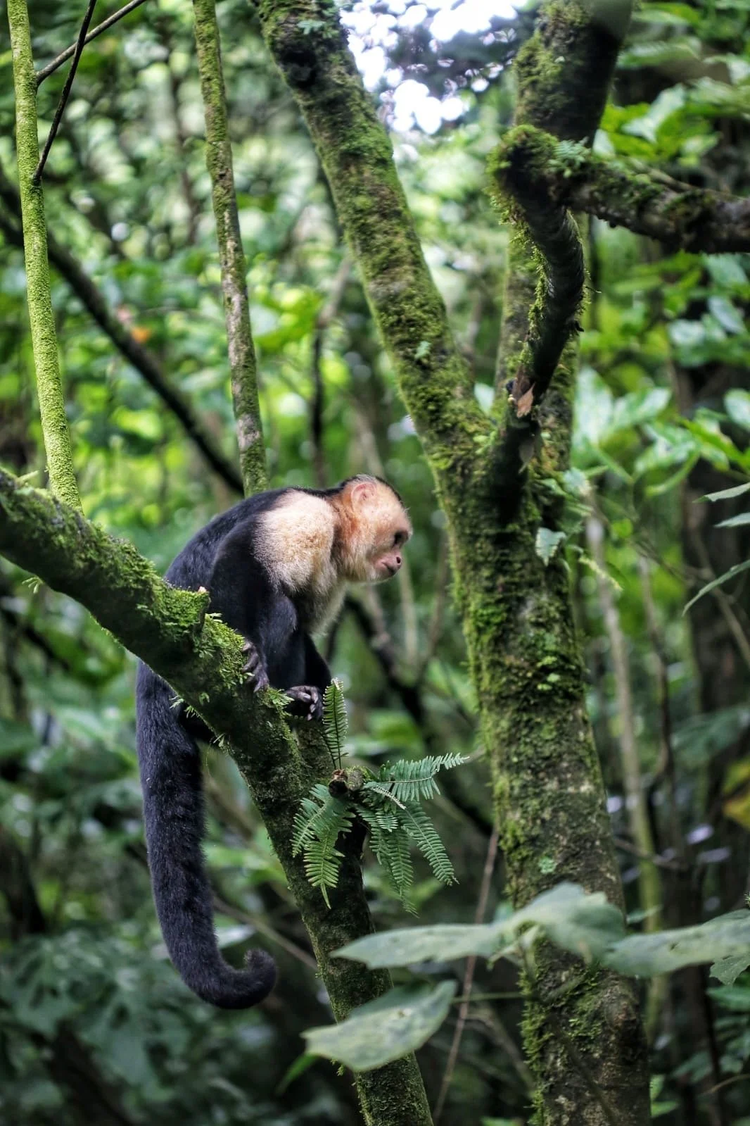Flies in Panama: The Tiny, Buzzing World Hiding in Plain Sight