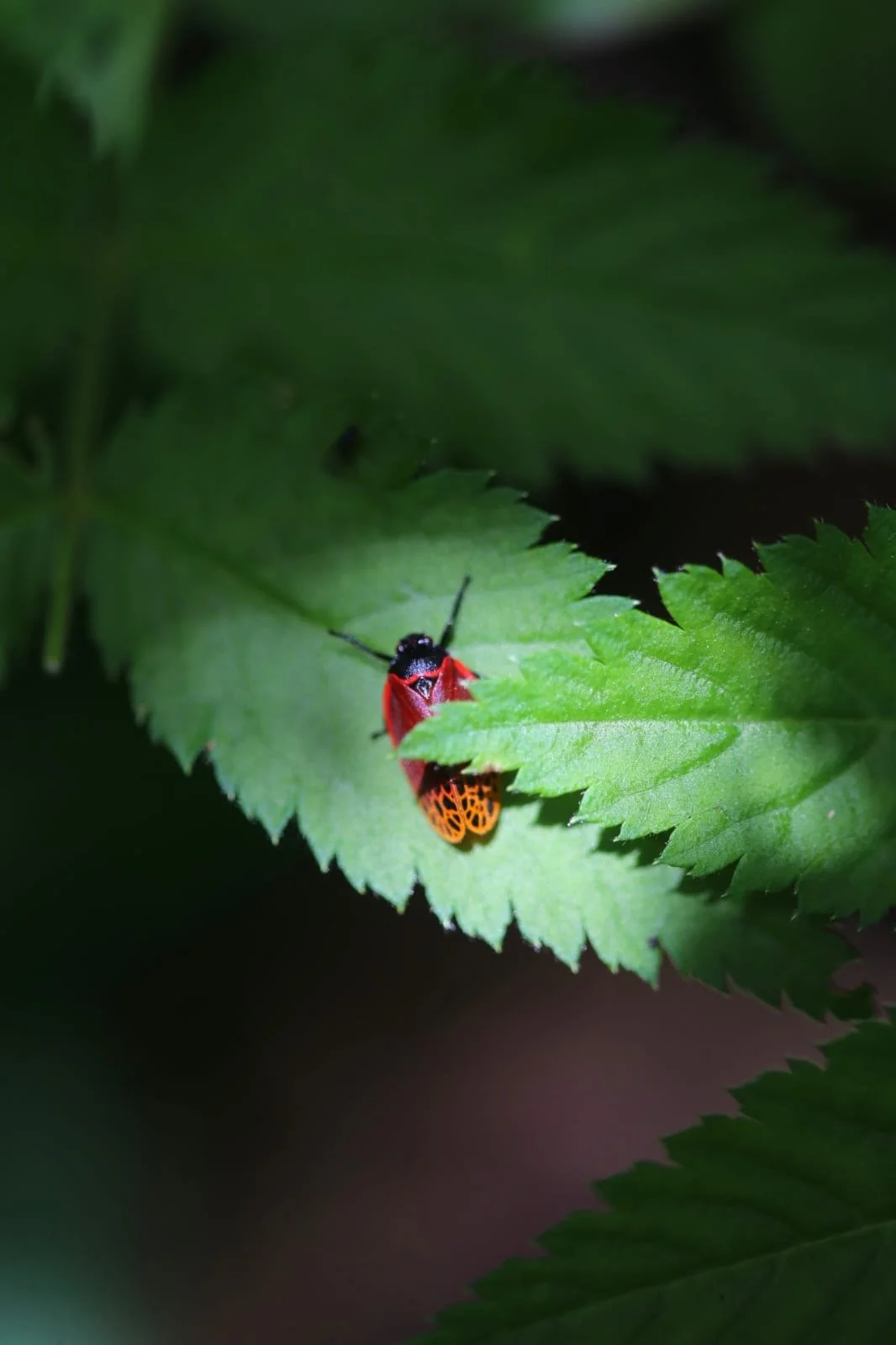 The Crazy Bugs of Panama: A Traveler's Guide to the Tiny Monsters You Didn't Know You Were Meeting