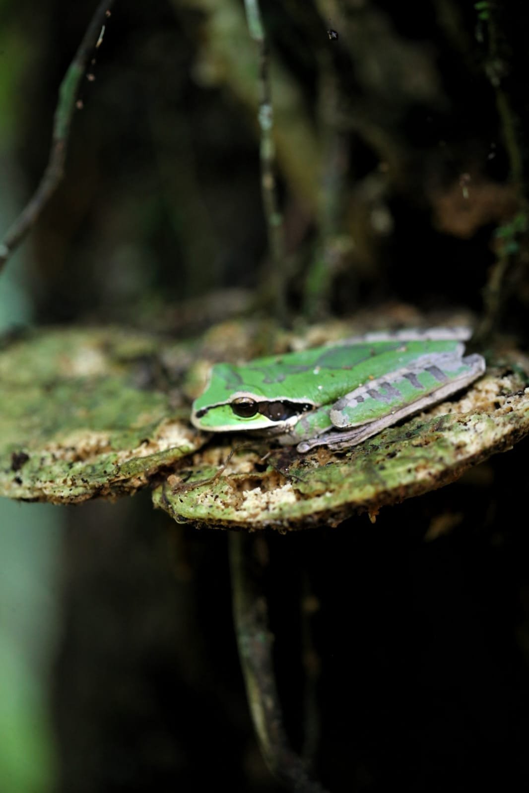 Mangroves in Panama: The Extraordinary Forests Where Land Meets the Sea