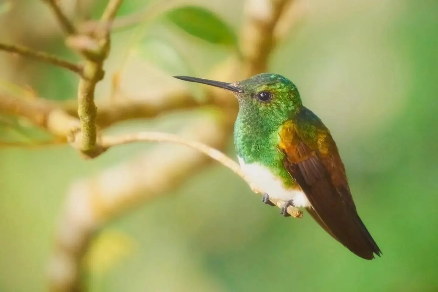 Kolibris in Panama: Kleine Juwelen zwischen Dschungel, Bergen und Wolken