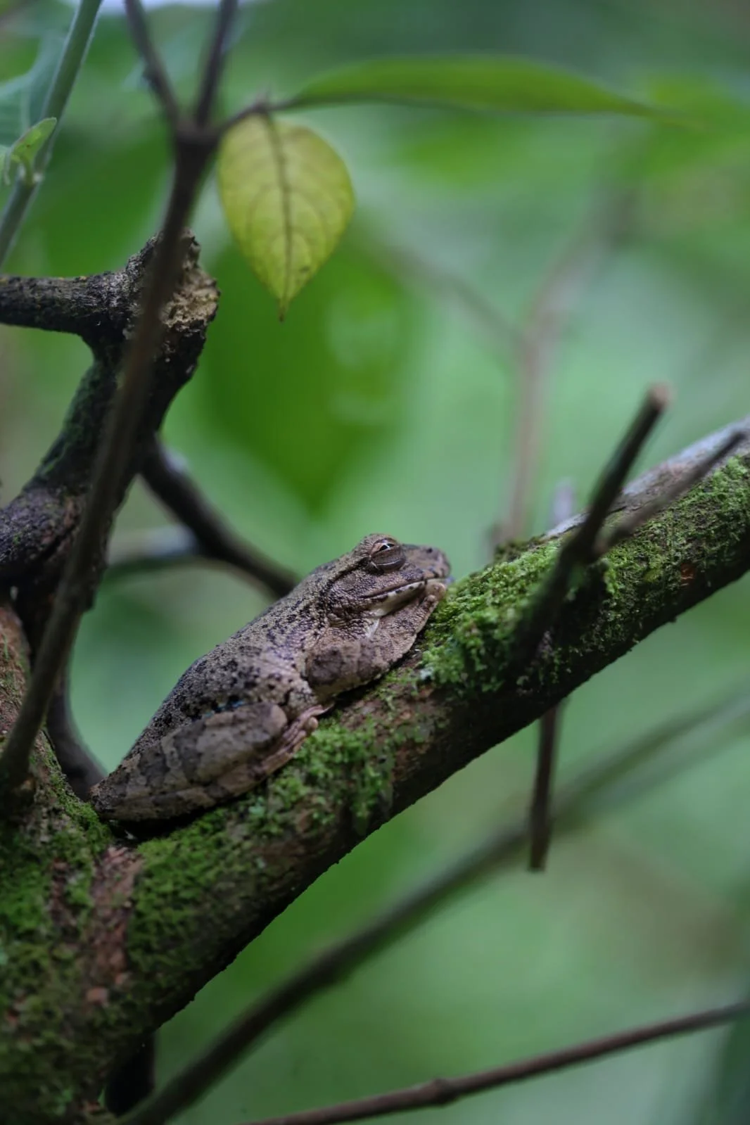 Boquete Tree Trek: A Whole Day of Adventure Above the Cloud Forest