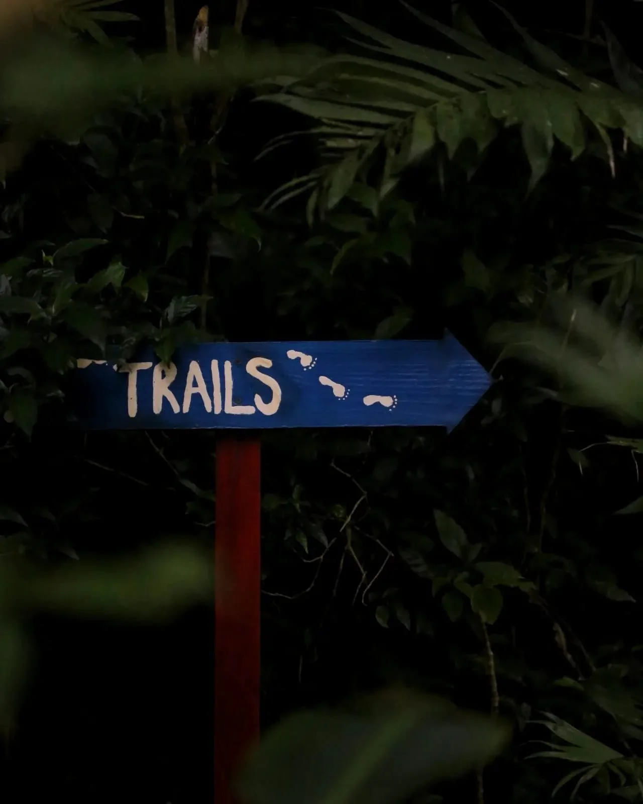 Owls After Dark: The Secret Nocturnal Birds of Panama