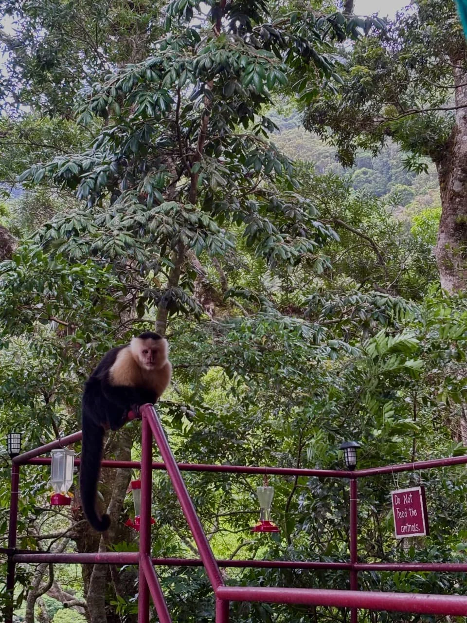 The Art of Hammocking in Panama: How to Do Absolutely Nothing, Properly