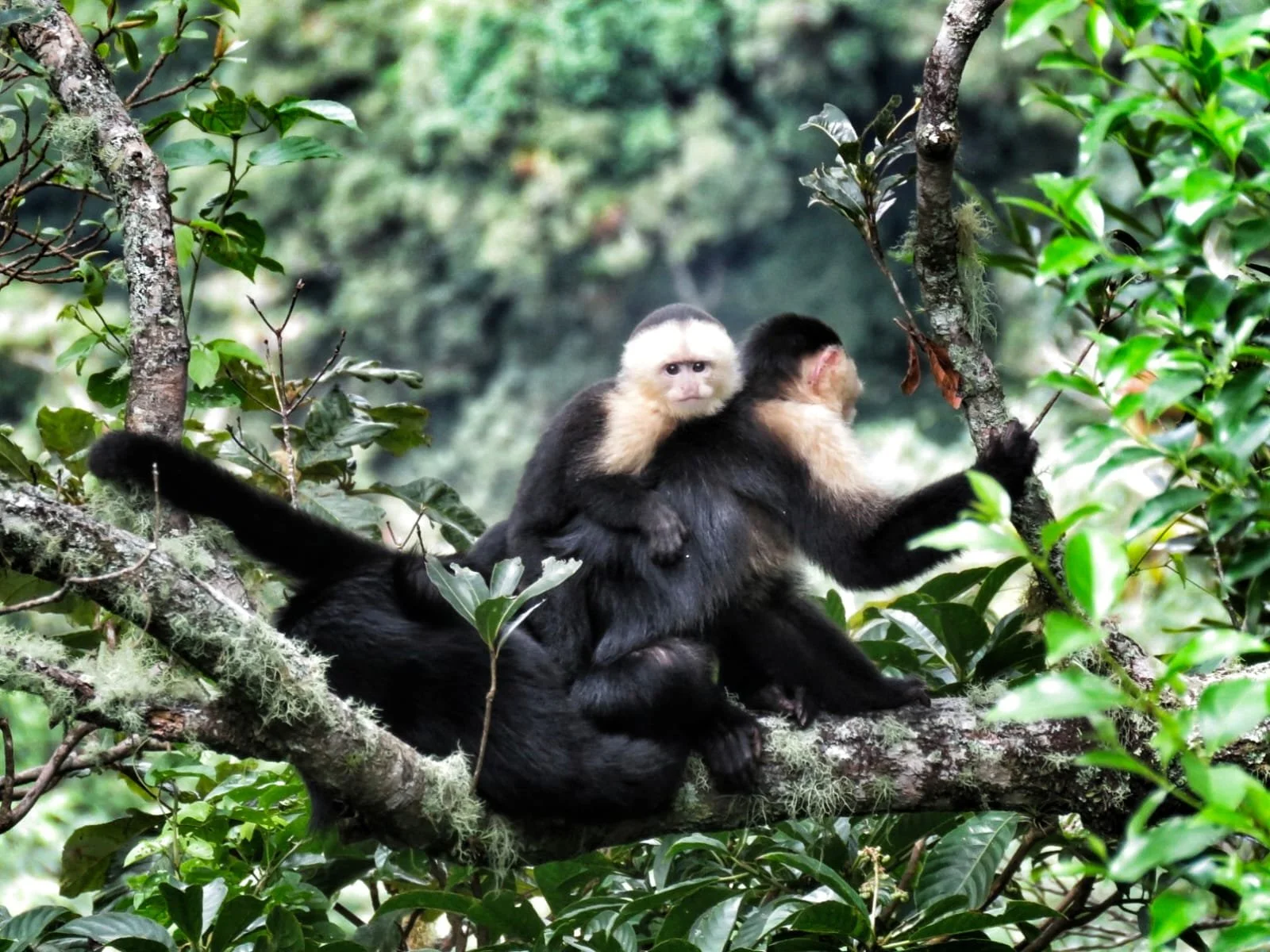The Incredible World of Wasps in Panama: From Tiny Parasites to Giant Spider Hunters