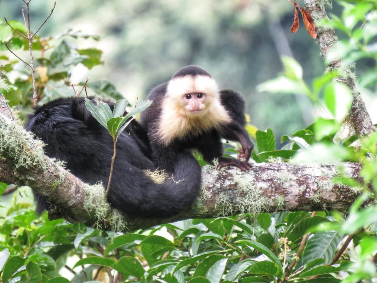 Travelling Alone in Panama as a Backpacker: Is It Difficult to Meet People?