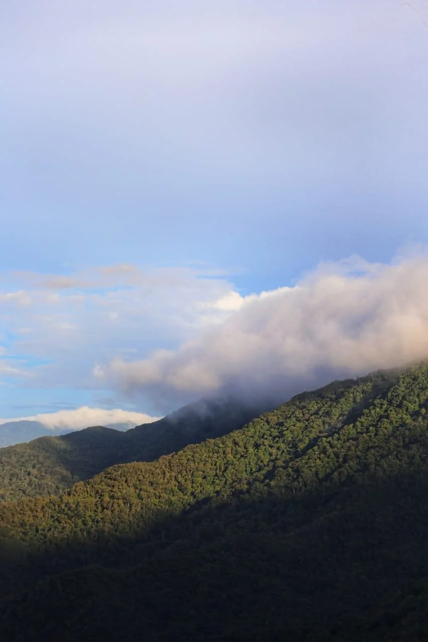 Bats in Panama: From Bocas Beaches to the High Cloud Forest