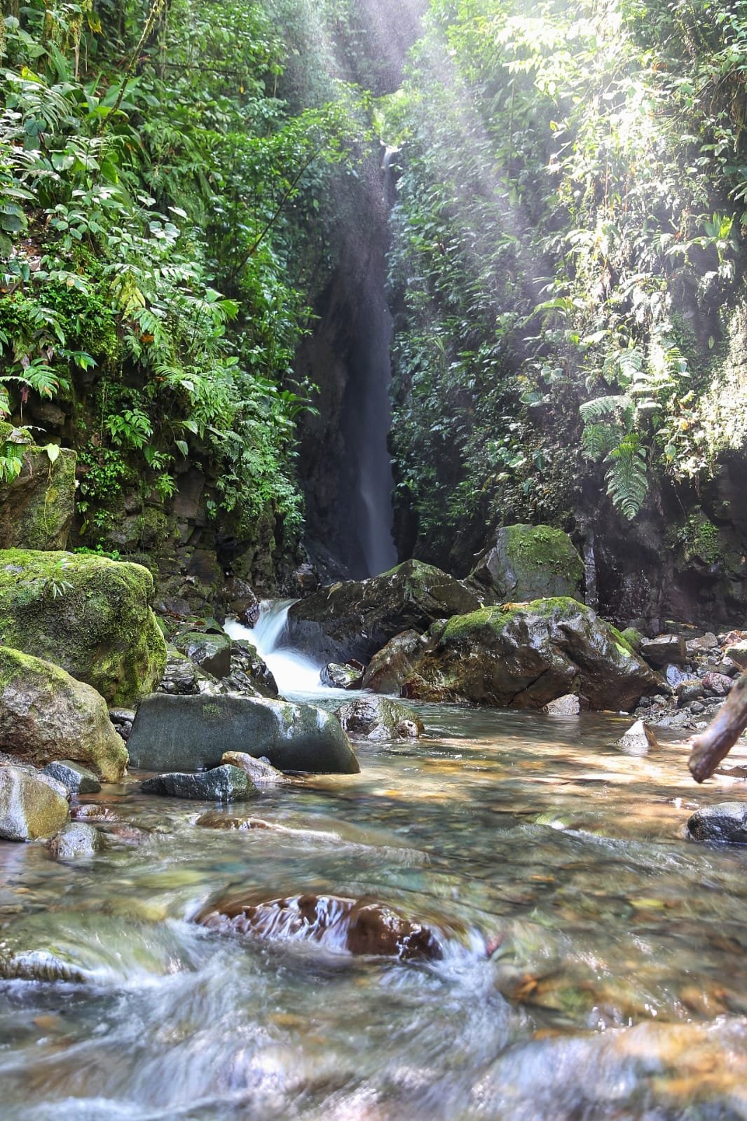 Panama's Most Beautiful Birds: The Birds Every Birdwatcher Wants on Their List
