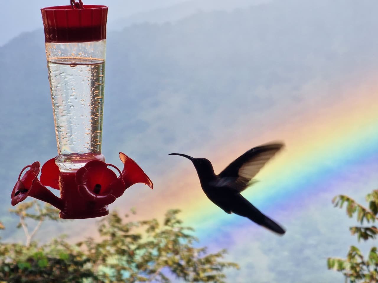 The Hummingbirds of Chiriquí, Panama: A Tiny World of Incredible BirdsThe Hummingbirds of Chiriquí, Panama: A Tiny World of Incredible Birds
