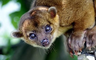 10 Most Interesting Kinkajou Facts — The Lost and Found Jungle Hostel