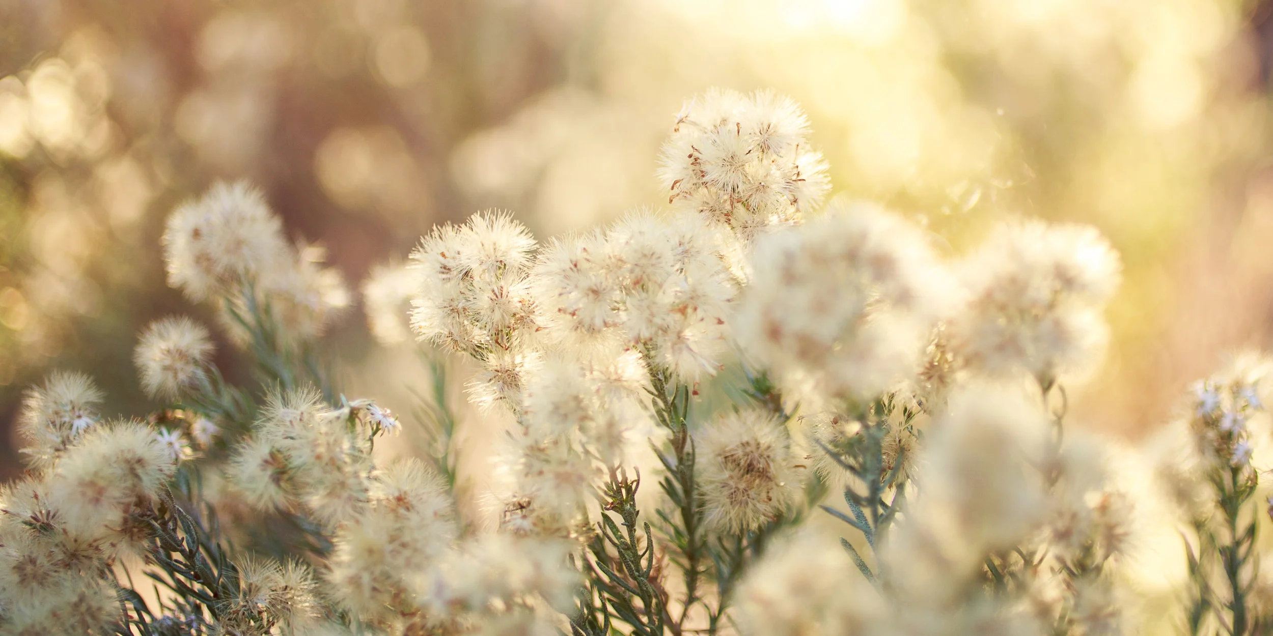 Squarespace_Header_dandylions.jpg