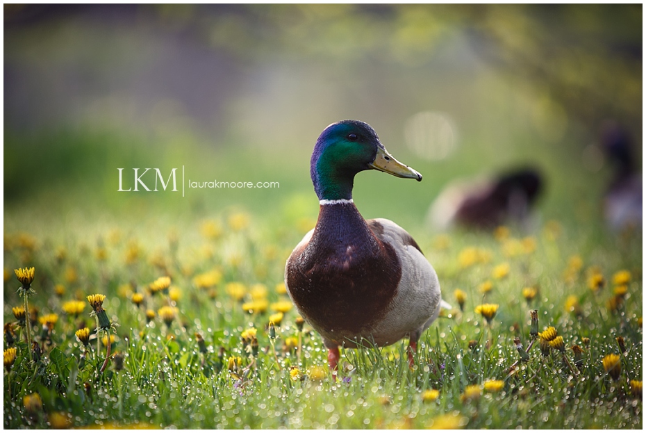 Milwaukee-Wedding-Photographer-Laura-K-Moore-KUHLOW_0146.jpg