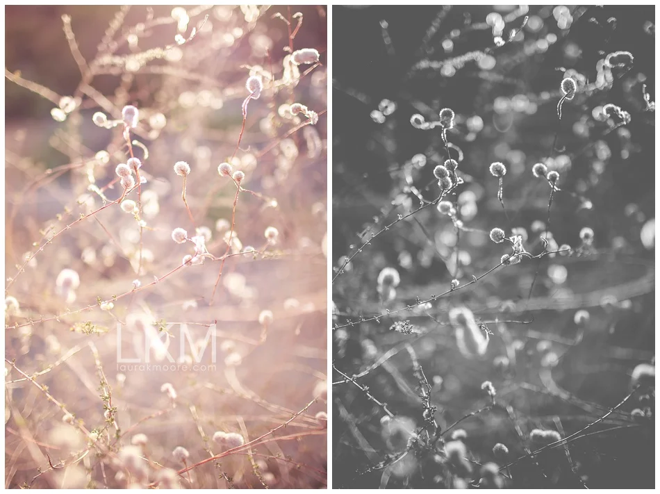 Creosote Buds 1 | Desert Photography | Texture Tuesday | Fine Art Panels: 20" x 40" Giclee Canvases $225 set