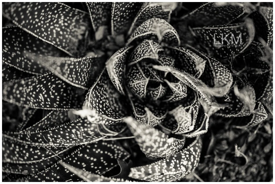 "Freckled Aloe" | 20 x 30 Giclee Canvas Fine Art | contact@laurakmoore.com