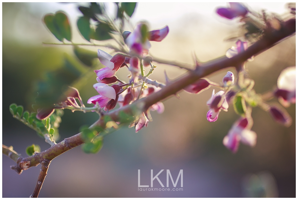 Sonoran Ironwood | Scottsdale, CA | Texture Tuesday | www.laurakmoore.com