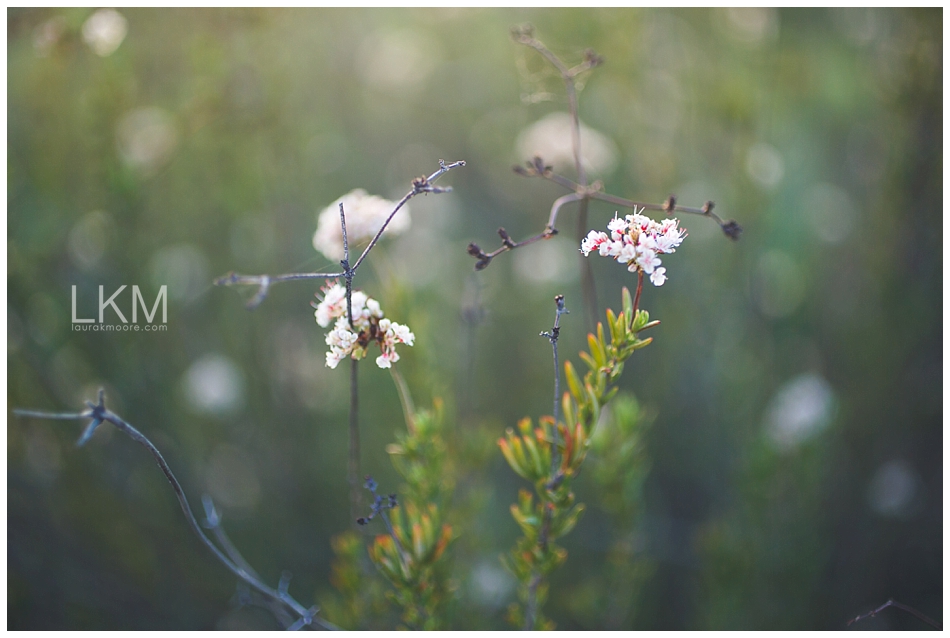 tucson-october-textures-wild-plant-life_0001.jpg