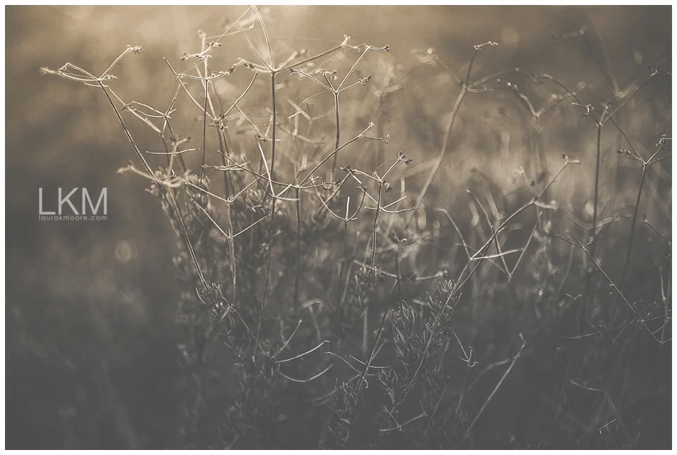 tucson-october-textures-wild-plant-life_0005.jpg