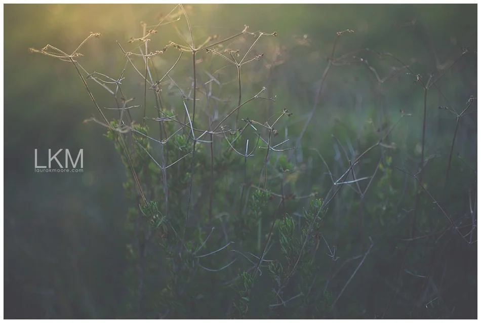 tucson-october-textures-wild-plant-life_0006.jpg