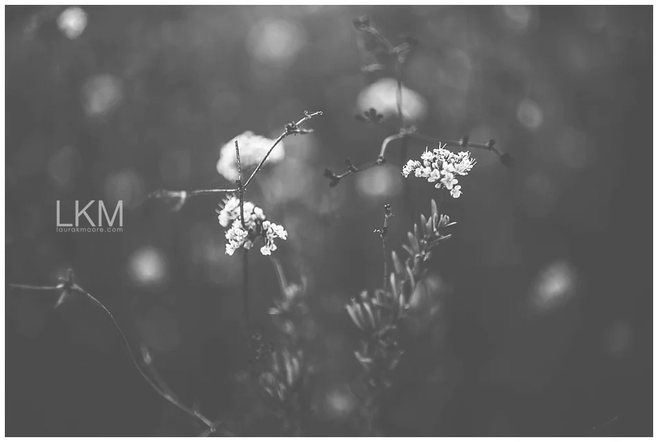 tucson-october-textures-wild-plant-life_0002.jpg